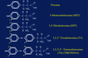 Azioni degli ormoni nel muscolo