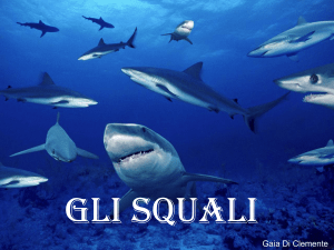 gli squali