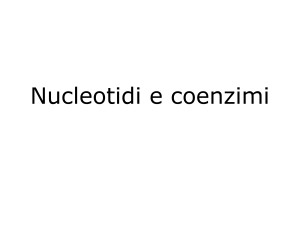 (6pbis)eterociclici e NUCLEOTIDI 2010-11
