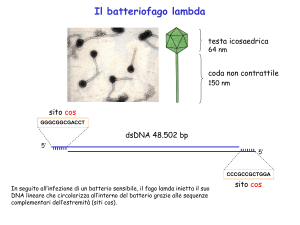 Scelta_ciclo_litico_lisogenico