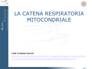 fosforilazione ossidativa