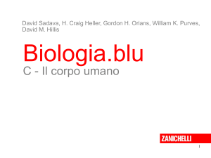 Diapositiva 1 - Zanichelli online per la scuola