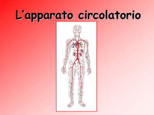 Apparato Circolatorio: Cuore, Sangue e Vasi Sanguigni