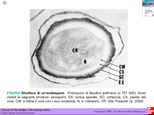 struttura delle spore