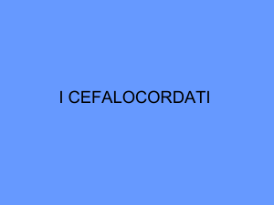 4 2016 2017 FA I cefalocordati