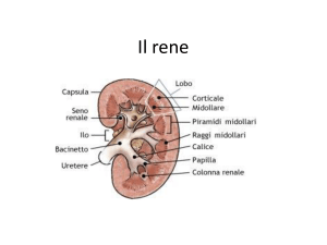 rene e tiroide