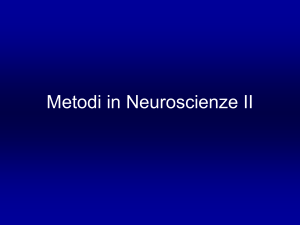 Cervello isolato