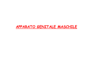Apparato Genitale Maschile File