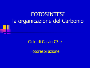 fotosintesi - Docenti.unina