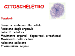 6A-citoscheletro