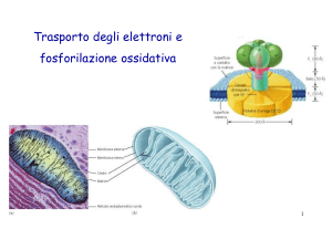 Presentazione di PowerPoint