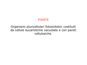 LEZ1_struttura_pianteA1
