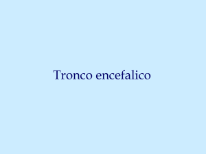 Tronco encefalico - Università di Pavia