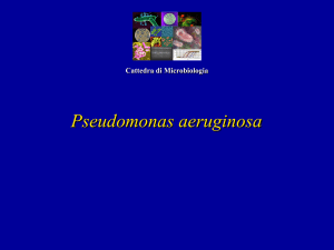 Pseudomonas aeruginosa