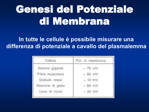 Potenziale di membrana