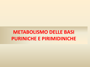 METABOLISMO DELLE BASI PURINICHE E PIRIMIDINICHE base