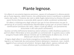 Piante legnose.