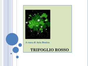 trifoglio rosso
