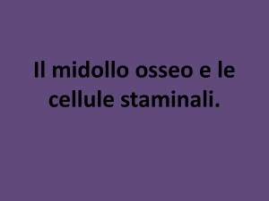 Il midollo osseo e le cellule staminali.