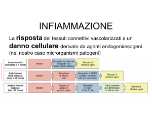 1617-infiammazione