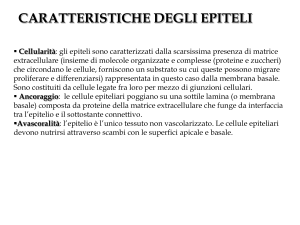 Gli epiteli parte 2