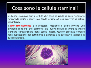 Cosa sono le cellule staminali?