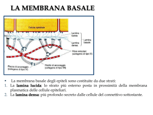 Epiteli di rivestimento e ghiandolari parte III