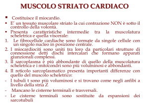 MUSCOLO STRIATO CARDIACO