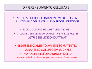 cellule staminali, differenziamento, proliferazione cellulare