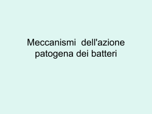 11 Meccanismi dellazione patogena dei batteri File - e
