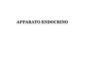Apparato Endocrino