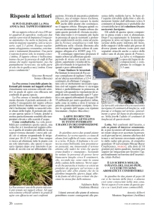 Poa annua - Informatore Agrario