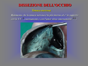 dissezione occhio IV File - Progetto e