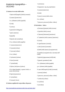 Anatomia topografica – OCCHIO