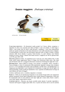Svasso maggiore (Podiceps cristatus)