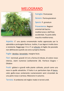 melograno - I Prodotti del Mendel