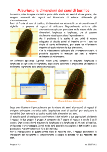 Misuriamo le dimensioni dei semi di basilico