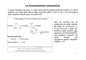 I BATTERI ACETICI