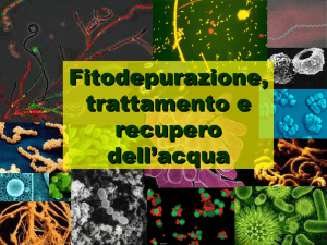 Dalla fotosintesi l`energia per l`uomo