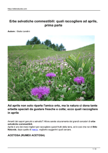 Erbe selvatiche commestibili: quali raccogliere ad