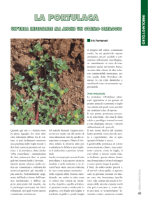 la portulaca