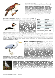 AVIFAUNA PO bis