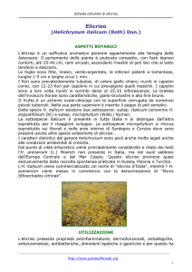 Althaea officinalis L - Pianteofficinali.org