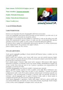 pappagallo - Animali e Animali