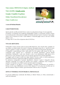 FRINGUELLO - Animali e Animali