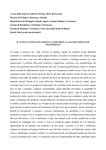 il cane non e` un lupo mascherato - Città Metropolitana di Milano