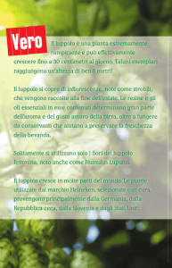 Il luppolo è una pianta estremamente rampicante e può