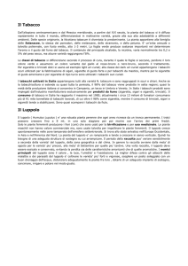 Il Tabacco Il Luppolo