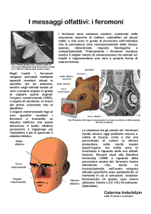 2005-I ferormoni