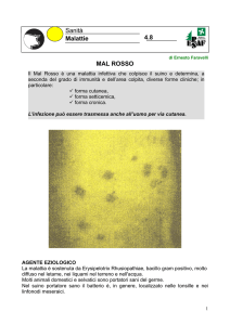 MAL ROSSO Sanità Malattie 4.8